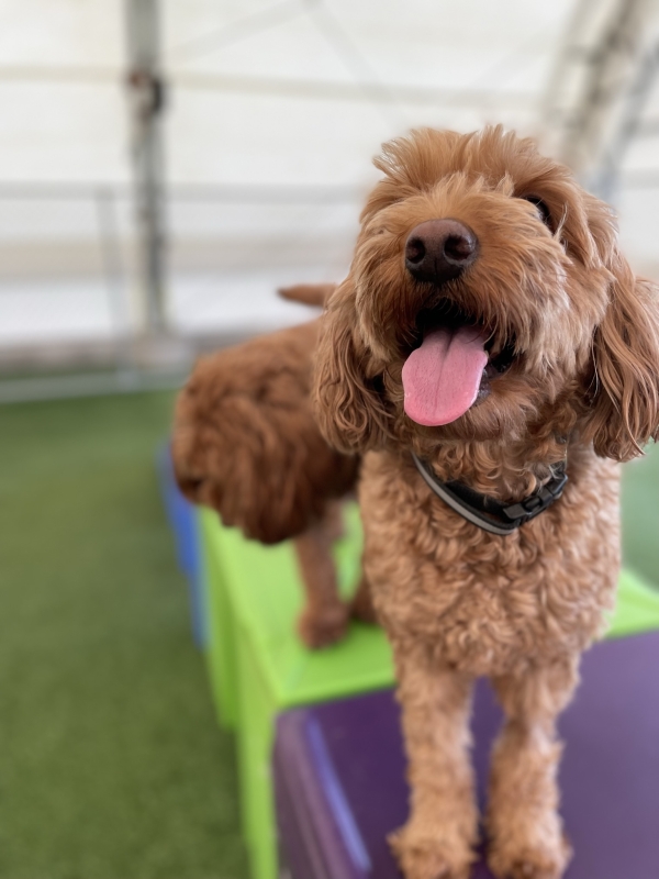 Smiling Dog