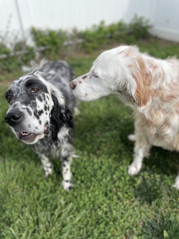 Two Dogs