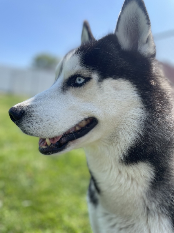 Blue Eyed Dog